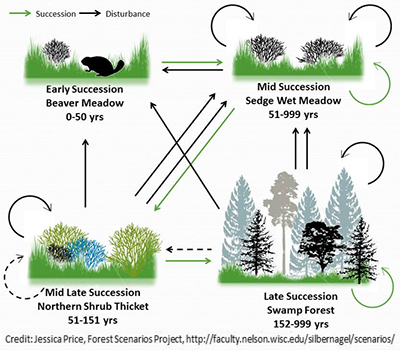 Graphic showing arrows to the cycle the BPS flows