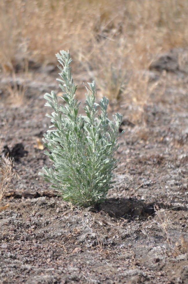 Plant in a dry ground.